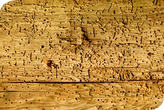 Woodworm